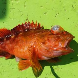 ネチネチネギング