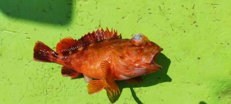 ネチネチネギング