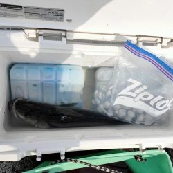 マイクロベイト大量でシーバスボイル