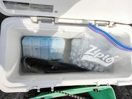 マイクロベイト大量でシーバスボイル