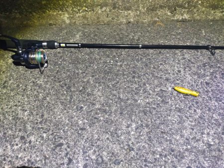 ポッパーでシーバス