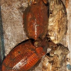 シロイカシーズン突入