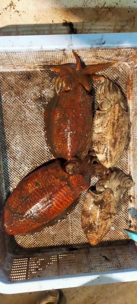 シロイカシーズン突入