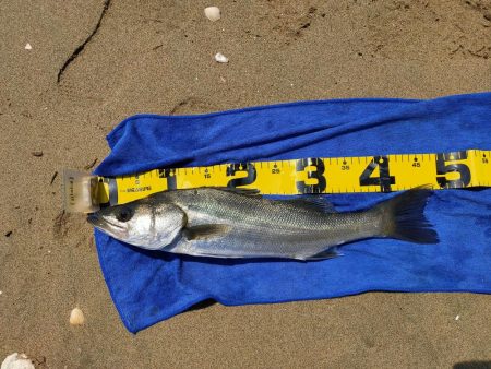 今日もマイクロベイトパターン