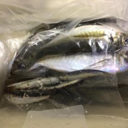 久しぶりの中アジ