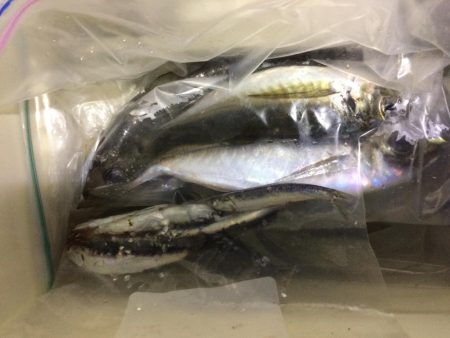 久しぶりの中アジ