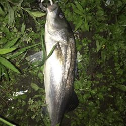 淀川のシーバス釣りパート2