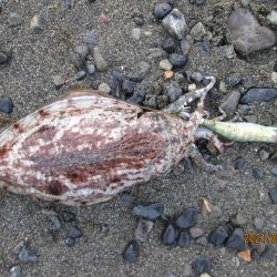 やっぱ道具は大事