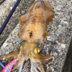 まさに時合!3投3釣