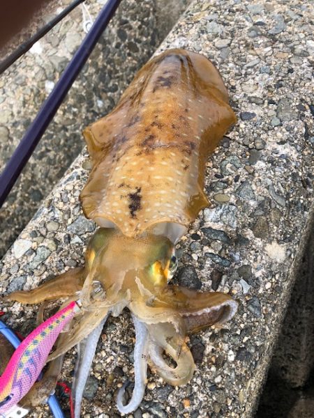 まさに時合!3投3釣