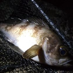 メバルあじ好調