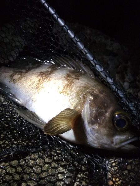 メバルあじ好調