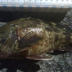 釣りデビュー　143日目