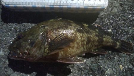 釣りデビュー　143日目