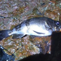 数だけは爆釣でした