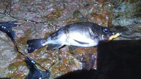 数だけは爆釣でした