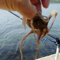 引き釣りはダメでした