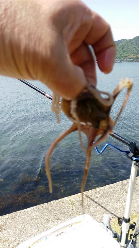 引き釣りはダメでした