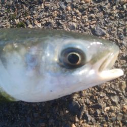 釣りデビュー　144日目