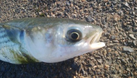 釣りデビュー　144日目