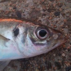 釣りデビュー　145日目