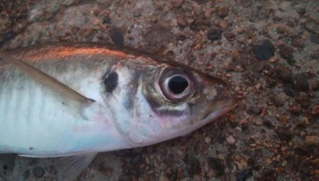 釣りデビュー　145日目