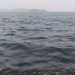 ようやくシーバス！