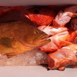 康仁丸・ジギング・鯛ラバ・釣り果