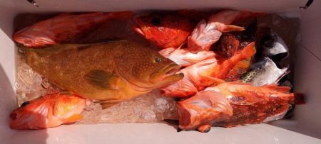 康仁丸・ジギング・鯛ラバ・釣り果