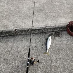 メジロ釣れました。