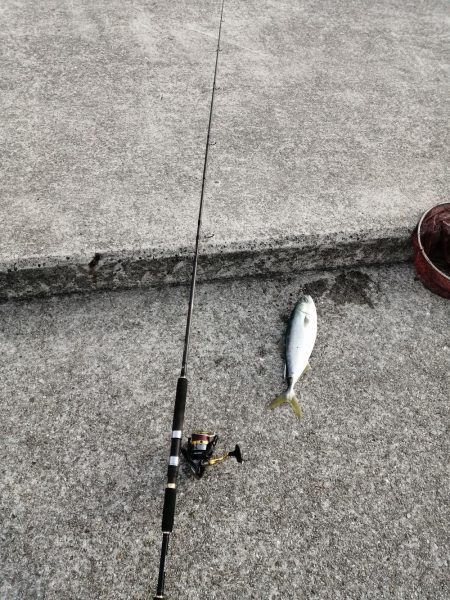 メジロ釣れました。