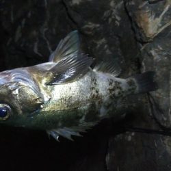 出ました25cmメバル