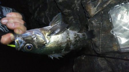 出ました25cmメバル