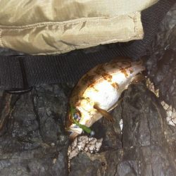 メバル入れ食い