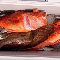 康仁丸・泳がせ釣り、釣り果