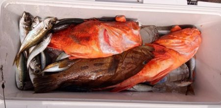 康仁丸・泳がせ釣り、釣り果