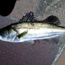 バチ抜けシーバス