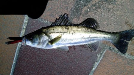 バチ抜けシーバス