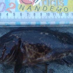 釣りデビュー　151日目