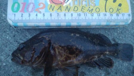 釣りデビュー　151日目