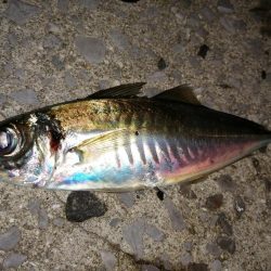 アジ釣り