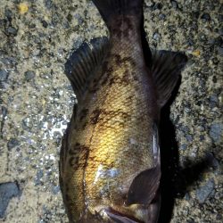 雨の降っていないタイミングで