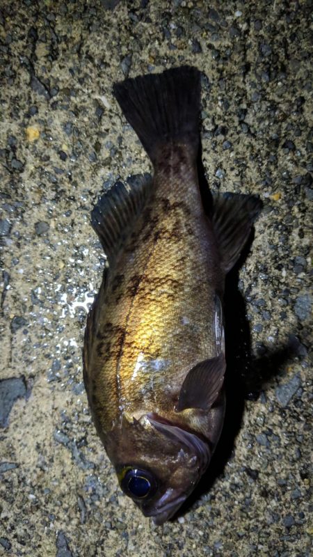 雨の降っていないタイミングで