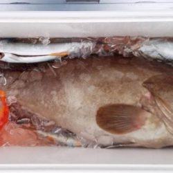 康仁丸・ジギング釣り果