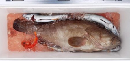 康仁丸・ジギング釣り果