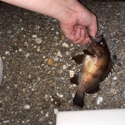 2021初メバリング