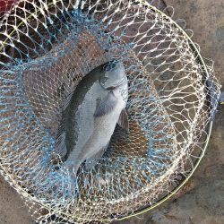 フカセ‥最高ですネ・・