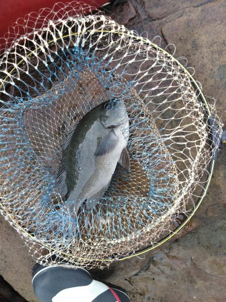 フカセ‥最高ですネ・・