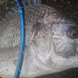 釣りデビュー 155日目