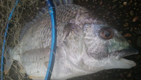 釣りデビュー 155日目